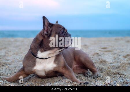 Die französische Bulldogge liegt am Abend auf dem Sand am Strand. Der Hund schaut zur Seite. Profilansicht. Reisekonzept mit Haustieren Stockfoto