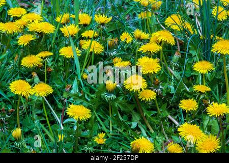 Gemeiner Löwenzahn blüht im frühen Frühjahr auf einem Rasen. Alle Teile der Pflanze sind essbar. Stockfoto