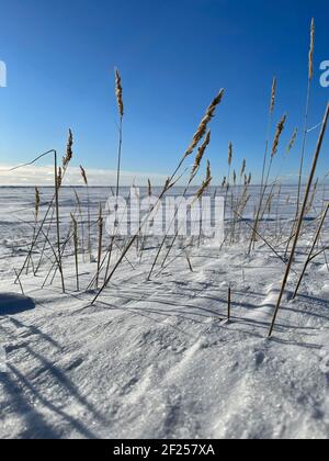 Das trockene Gras ohren auf dem Wind auf dem schneebedeckten Feld im klaren sonnigen frostigen Wetter, die langen Schatten aus den Stielen auf dem Schnee, die verlassene Stelle, grenzenlos Stockfoto