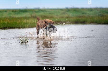 Ein Chesapeake Bay Retriever Hund, ein beliebter Schützenhund, der eine Ente durch Wasser zurückzieht Stockfoto