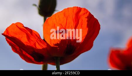 Honigbiene im Flug bestäubt einen Mohn. Mohnblumen blühen im Garten. Leuchtend roter Mohn zieht Bienen an. Nahaufnahme Stockfoto