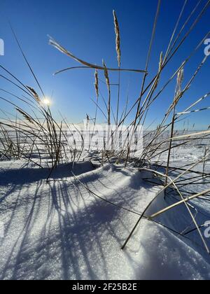 Das trockene Gras ohren auf dem Wind auf dem schneebedeckten Feld im klaren sonnigen frostigen Wetter, die langen Schatten aus den Stielen auf dem Schnee, die verlassene Stelle, grenzenlos Stockfoto