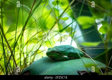 Rainette méridionale, grenouille verte, Hyla meridionalis, mediterraner Baumfrosch, Stockfoto