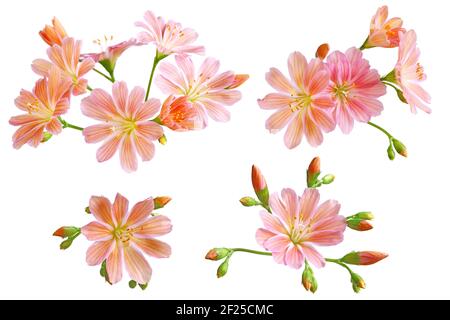 lewisia cotyledon, Cliff Maids, siskiyou lewisia, Moutain Träume, broklewisia Stockfoto