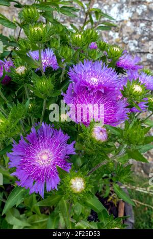 Topf mit weißen zentriert lila Blüten der winterharte Staude Soke Aster' Lila Sonnenschirme', (Stokesia laevis) Stockfoto