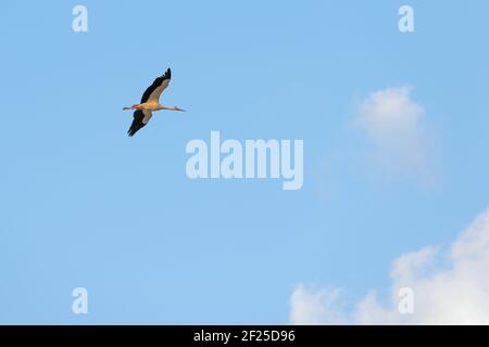 Storch (lat.Ciconia) im Flug. Die Länge des Storches vom Schnabelende bis zur Schwanzspitze beträgt fast 1,3 m. Stockfoto