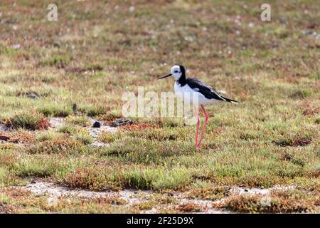 Stelzenläufer (Himantopus Himantopus) Stockfoto