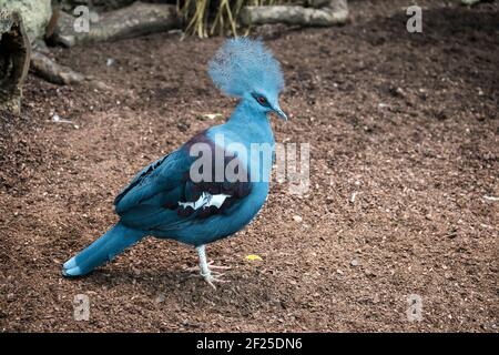 Südliche gekrönt Taube (Goura scheepmakeri sclateri) Stockfoto