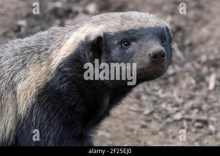 Honigdachs (Mellivora Capensis) Stockfoto