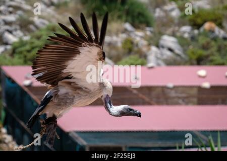 Juvenile Andenkondor (Vultur gryphus Stockfoto