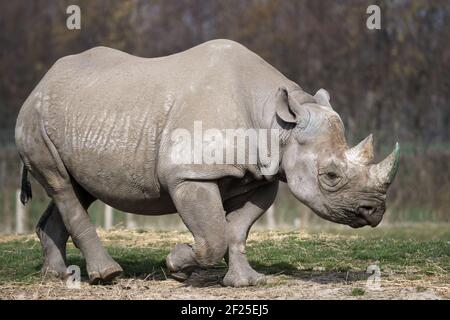 Spitzmaulnashorn oder Haken-lippige Rhinoceros (Diceros Bicornis) Stockfoto