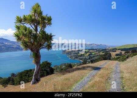 Kohlbaum (Cordyline australis) in der Nähe von Dunedin Stockfoto