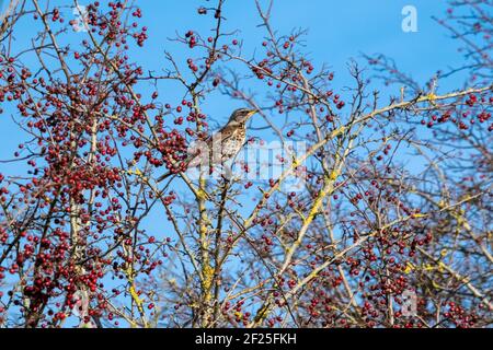 Wacholderdrossel (Turdus pilaris) auf einem Baum mit roten Beeren an Southease in East Sussex Stockfoto