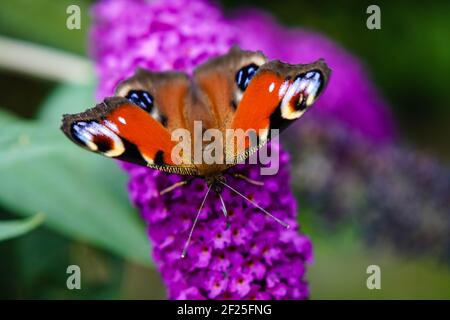 Buddleja davidii der Schmetterling Bush Stockfoto