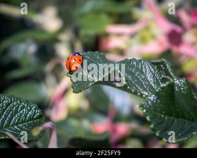 Sieben-Punkt-Marienkäfer (Coccinella Septempunctata) Stockfoto