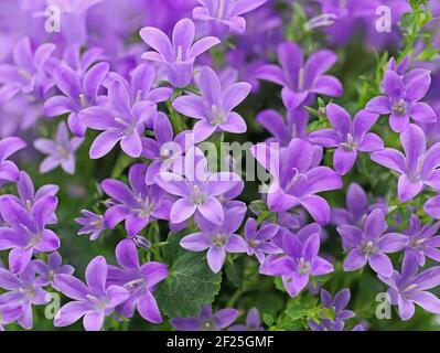 Violette Frühlingsblume dalmatinische Glockenblume, Campanula portenschlagiana, Nahaufnahme Hintergrund Stockfoto