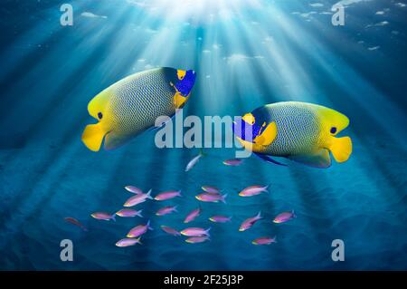 Blauzackenangelfische oder Gelbgesicht-Engelfische [Pomacanthus xanthometopon] schwimmen durch Sonnenstrahlen mit Purple Queen Anthias [Pseudanthis tuka]. Stockfoto