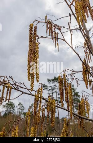 Lange hängende gelbe bis braune Kätzchen, die männlichen Blüten des Erlenbaums (Alnus glutinosa), im Winter Nahaufnahme gegen einen wolkigen Himmel Stockfoto