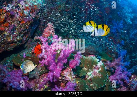 Ein Paar Saddleback- oder Schwarzkeil-Falterfische (Chaetodon falcula) Und ein pfeffered Butterflyfish (Chaetodon guttatissimus) Schwimmen über Korallenriff w Stockfoto