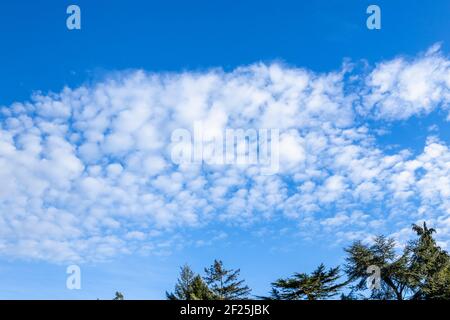 Typischer Makrelenhimmel über Baumkronen: Kleine, hochgelegene weiße, flauschige Wolken in blauem Himmel in Südostengland, ein Indikator für gutes Wetter Stockfoto