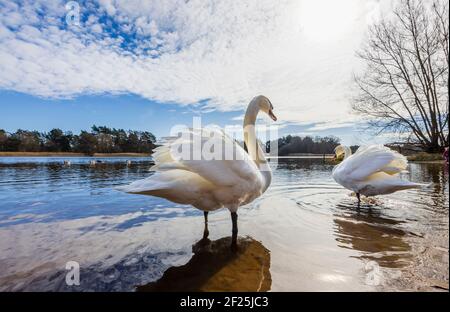 Ein Paar stumme Schwäne (Cygnus olor) stehen im Wasser bei Frensham Little Pond, in der Nähe von Farnham, Surrey, einem lokalen ländlichen Schönheits- und Erholungsgebiet Stockfoto