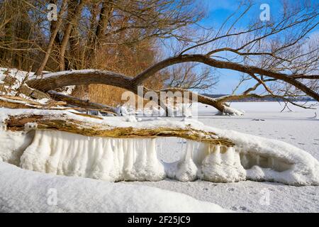 Gefrorener See mit Weiden an einem kalten Wintertag in Der Norden von Magdeburg in Deutschland Stockfoto