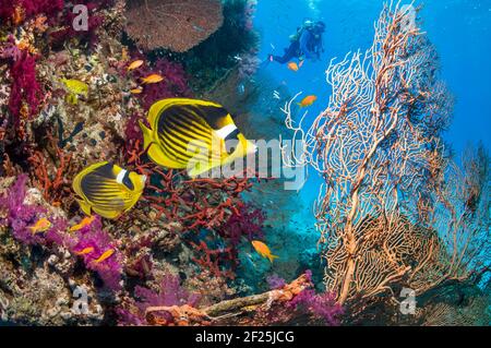 Rotmeer-Marderfisch [Chaetodon fasciatus] schwimmt über dem Korallenriff mit einem Taucher im Hintergrund. Ägypten, Rotes Meer. Stockfoto