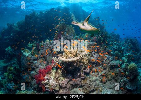 Grüne Meeresschildkröte [Chelonia mydas] schwimmend über Korallenriff. Ägypten, Rotes Meer. Stockfoto