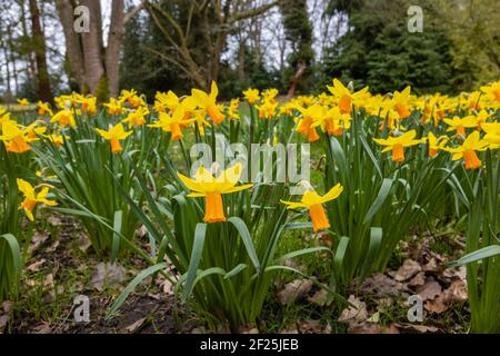 Narcissus 'Jetfire' gelbe Narzisse mit oranger Trompete, die im RHS Garden, Wisley, Surrey, Südostengland im späten Winter bis zum frühen Frühjahr blüht Stockfoto