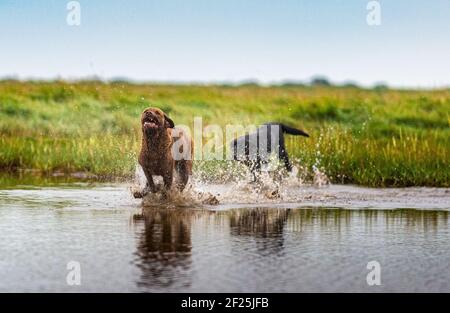 Ein Chesapeake Bay Retriever Hund, ein beliebter Schützenhund, gefolgt von einem schwarzen Labrador, der durch das Wasser läuft und einen Spritzer verursacht Stockfoto