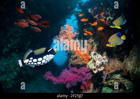 Korallenriff-Landschaft mit einem Clown-Triggerfisch [Balistoides conscepillum], LyRetail-Anthias oder Goldies [Pseudanthias squamipinnis], einem Paar königlicher Engel Stockfoto