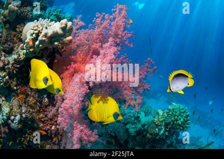 Goldbutterflyfish [Chaetodon semilarvatus], Schwarzblattbutterflyfish [Chaetodon melanotus] am Korallenriff mit Weichkorallen [Dendronephthya sp.]. E Stockfoto
