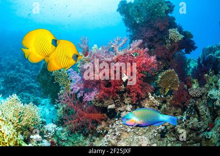 Goldener Schmetterlingsfisch und ein rostiger Papageienfisch, der über einem Korallenriff mit Weichkorallen schwimmt. Ägypten, Rotes Meer. Stockfoto