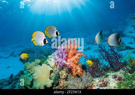 Korallenriff-Landschaft mit einem Paar Panda-Butterflyfish [Chaetodon adiergastos], ein Paar östlicher dreieckiger Butterflyfsih [Chaetodon baronessa] mit s Stockfoto