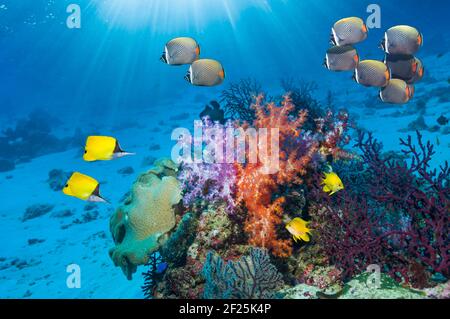 Korallenriff-Landschaft mit einem Paar langnasiger Butterflyfish (Forcipiger flavissimus), Golden damegoistish [Amblyglyphidodon aureus] und Rotschwanz oder Halsband Stockfoto