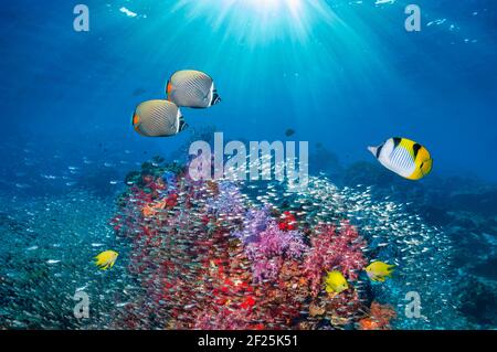 Rotschwanzbutterflyfish oder Falterbutterflyfish [Chaetodon collare], Saddleback oder Blackwedge Falterflyfish (Chaetodon falcula) und Golden damegoistish Stockfoto