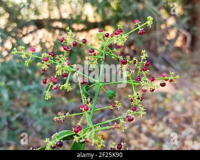 Eine selektive Fokusaufnahme der gewöhnlichen wilden Mader-Pflanze Stockfoto