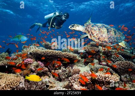 Hawksbill Turtle (Eretmochelys imbricata) Schwimmen über Korallenriff mit LyRetail Anthias oder Goldies mit einem Taucher. Stockfoto