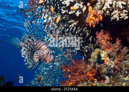 Korallenriff-Landschaft mit einem Roten Löwenfisch (Pterois volitans), Weichkorallen (Dendronephthya sp) und einer Schule von Pygmäen Kehrmaschinen (Parapriacanthus guentheri). Stockfoto