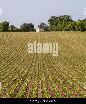 Reihen in einem Kartoffelfeld, Norfolk, England Stockfoto