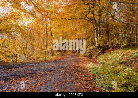 Waldwanderweg im Herbst Stockfoto