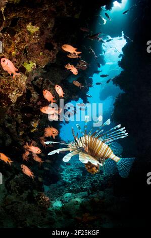 Rotfeuerfische [Pterois volitans] und Rotfeuerfische [Myripristis bendti] am Korallenriff. Ägypten, Rotes Meer. Stockfoto