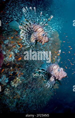 Korallenriff-Landschaft mit einem Paar Rotlionfish (Pterois volitans), Weichkorallen und einer Schule von Pygmäen Kehrmaschinen. Stockfoto