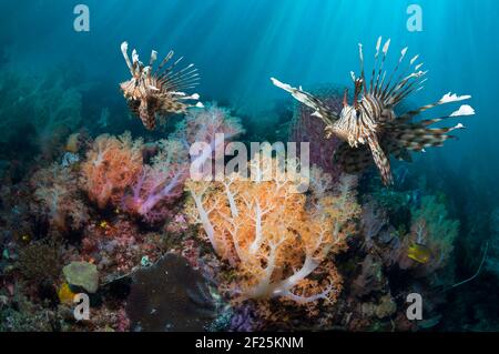 Korallenriff-Landschaft mit einem Paar Rotlionfish (Pterois volitans), Weichkorallen (Dendronephthya sp). Komodo-Nationalpark, Indonesien. Stockfoto