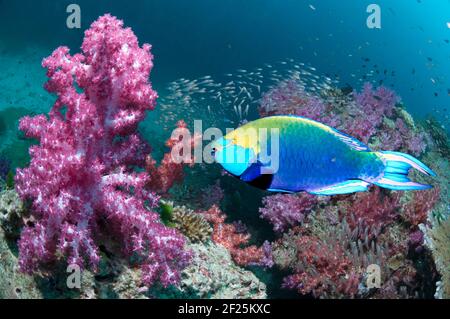 Greenthroat oder Singapur-Papageienfisch (Scarus prasiognathus), schwimmend über Korallenriff. Andamanensee, Thailand. Stockfoto