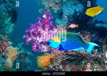 Greenthroat oder Singapur-Papageienfisch (Scarus prasiognathus), schwimmend über Korallenriff. Andamanensee, Thailand. Stockfoto