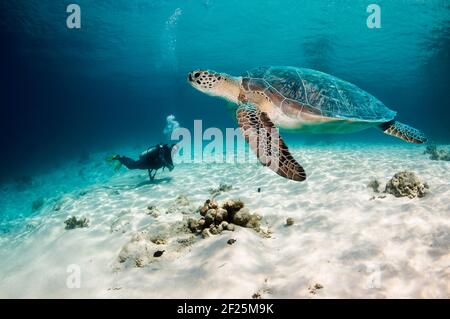 Männlicher Taucher, der eine grüne Meeresschildkröte [Chelonia mydas] beim Schwimmen über einem Korallenriff beobachtet. Indonesien. Tropische Riffe weltweit. Gefährdet. Stockfoto