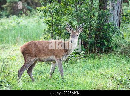 Red Deer, Wald, Glenveagh National Park, Donegal, Irland Stockfoto