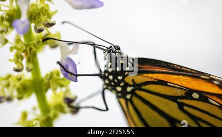 Monarch-Schmetterling Stockfoto