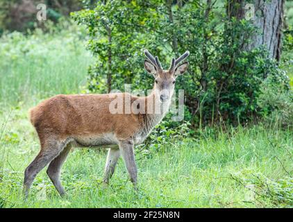 Red Deer, Wald, Glenveagh National Park, Donegal, Irland Stockfoto